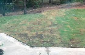 Maybe you would like to learn more about one of these? New Emerald Zoysia Sod Problems Lawnsite Is The Largest And Most Active Online Forum Serving Green Industry Professionals