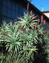 Image result for Aloe arborescens × inyangensis
