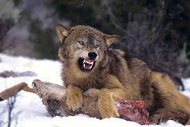 Your symbolic adoption helps us provide the highest level of care for. Wolves Wolfdogs As Pets Saint Francis Wolf Sanctuary