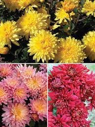 Though these mums are grown to be safe to eat, this flower variety is naturally tough and bitter. Mum Collection Large Flowering Bluestone Perennials
