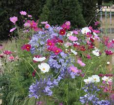 Cosmos Flowers With Agapanthus Beautiful Cosmos Flowers Agapanthus Chelsea Flower Show