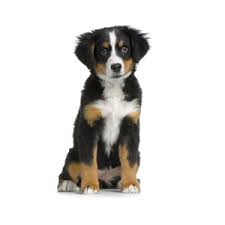 Mini bernese mountain dog puppies texas. Breeds Petland Texas