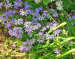 Check spelling or type a new query. Growiphlox For All Seasonsng Phlox For All Seasons Triangle Gardener Magazine