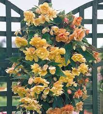 Illumination Apricot Shades Tuberous Begonia Seeds Tasty Flowers In Pale Peach To Deep Cantaloupe Shades 20 Pe Annual Flowers Flower Seeds Tuberous Begonia