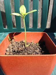Expect to remind him or her to water —once a day in really hot weather. How To Plant Sunflower Seeds The Lighthouse News