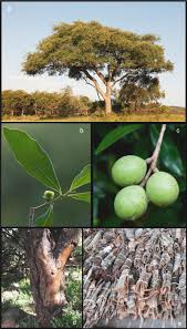 Image result for Warburgia ugandensis