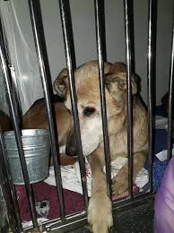 Paws2rescue The Last Time We Will Ever See Babet Behind Facebook