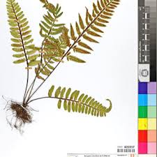 Image result for Asplenium inaequilaterale
