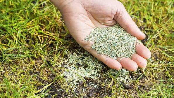 Professional Overseeding Services