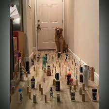 Cat Vs Dog Funny Animal Videos Cat Vs Dog Animal Memes