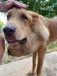Dog Living with Salivary Tumor for 6 years Gets a Fresh New Start
