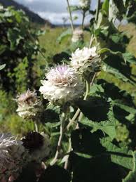 Image result for Vernonia adoensis