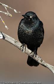 Birds With Yellow Feathers In Michigan Get Your Blitz On Rusty Blackbird Spring Migration Blitz Opens March 1st Black Bird Birds Bird