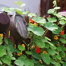 Wählen sie ihre nächste destination ! How To Grow Nasturtium An Edible Flower Dengarden