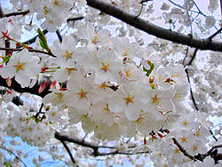 Hoa anh đào hay có tên tiếng nhật là sakura và tiếng anh là cherrt blossom. Hoa Anh Ä'ao Wikipedia Tiáº¿ng Viá»‡t
