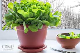 Lettuce, scientific name lactuca sativa, is a member of the daisy family asteraceae (compositae), but is usually cultivated as a leaf vegetable. Growing Lettuce Indoors For Fresh Greens In The Winter Or All Year Long