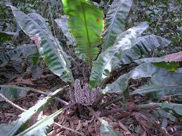 Image result for Palisota ambigua