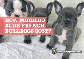 The cheapest offer starts at £1,000. How Much Are Blue French Bulldogs Uk Us Prices