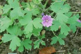 Image result for Geranium bohemicum Orhcid Blue
