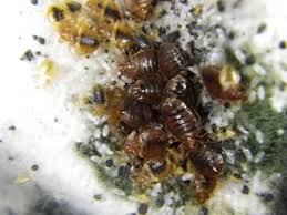 Before we jump into solutions, we would like to provide you with a little. New Ohio State App Helps Users Identify Prevent And Control Bed Bugs Cfaes