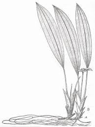 Image result for Hypolytrum heteromorphum