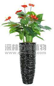 Encontre uma seleção com 25 opções de 1 a preços acessíveis e ótima qualidade. Novo E Atacado Vasos De Plantas De Anturio Artificial Com Vaso De Fibra De Vidro Buy Potted Anthurium Plants Anthuriums Plants For Sale Red Anthurium Plant Product On Alibaba Com