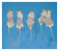 Learn how long tretinoin side effects last and how to safely apply it. Promotive Effect Of Topical Ketoconazole Minoxidil And Minoxidil With Tretinoin On Hair Growth In Male Mice Abstract Europe Pmc
