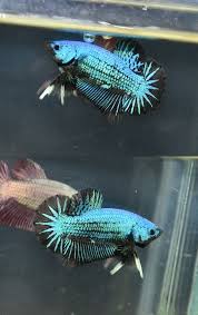 Platinum Green Black Dragon Betta Fish Betta Siamese Fighting Fish
