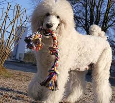 Hundeschule Kuhnert Hundeschule Vogel Als Haustiere Hunde