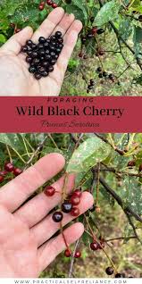 Image result for Prunus serotina