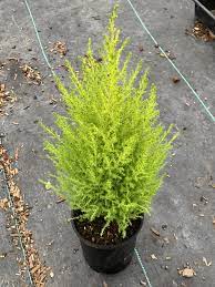 Plant monterey cypress 'goldcrest' in a sunny or partially shaded site for the brightest colour foliage. Wilma Goldcrest Monterey Cypress Plants4home
