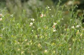 Image result for Zygophyllum cuneifolium