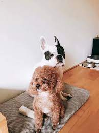 Whether you're figuring out how much it'll cost to send something, ordering packages online, or determining how much to charge customers, it's a good idea to figure. How Much Does It Cost To Ship A Dog On A Plane Pet Express