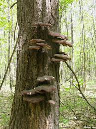 Image result for Ganoderma tsugae