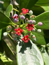 Image result for Warburgia ugandensis