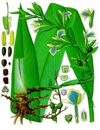 Cardamom Wikipedia Why are you missing me (ingles>hindi) rafforzarli (italiano>japones) xx bf ve (hindi>ingles) seevenax grundierung 114 (aleman>ingles) ausgeloggt (aleman>ingles) you r not my friend list (ingles>hindi) meaning of koothi in english (tamil. cardamom wikipedia