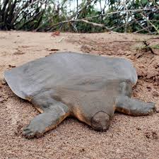 Beautiful captive bred baby, well started baby and yearling to juvenile florida soft shell turtles for sale. Asian Giant Softshell Turtle Wikipedia