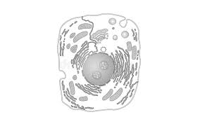 Black and white coloration is a form of camouflage called disruptive coloration. it allows an animal to blend into their environment either with spots, stripes, or mottled spotting. Animal Human Cell Structure Educational Science Microscope 3d Eukaryotic Nucleus Organelle Medicine Analysis Glowing Stock Vector Illustration Of Cell Isolated 106552817