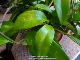 Maybe you would like to learn more about one of these? Hoyas Forum New To Hoyas Garden Org