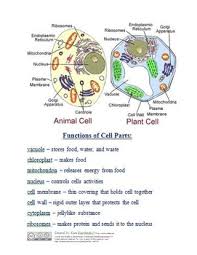 To demonstrate a process and give the audience information while using visual aids, or to show how to do something, or how something works. Plant And Animal Cell Lesson Creating Jello Cells By Curriculum Journey