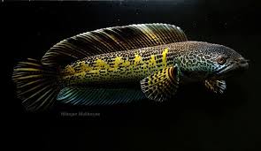Tanknoob Fish Snakehead Fish Aquarium Fish