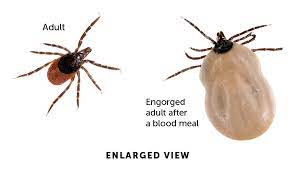 Learn how tick brings time tracking into your basecamp workflow. Lyme Disease Boston Children S Hospital