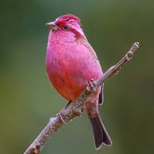 Bird With Colorful Feathers Name Pin On Birds Of A Feather