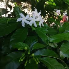 Image result for Tabernaemontana brachyantha