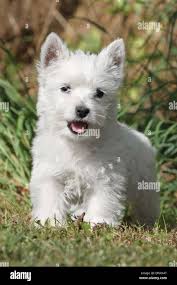 West highland terrier puppy immagini e fotografie stock ad alta risoluzione 