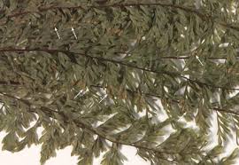 Image result for Dryopteris schizopaleata