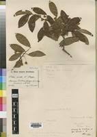Image result for Ochna ovata