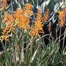 Image result for Aloe dawei