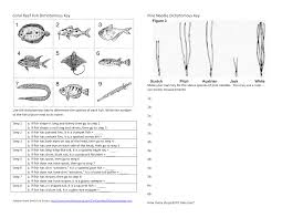 Coral Reef Fish Dichotomous Key Dichotomous Key Taxonomy Worksheet Worksheets