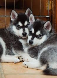 Selain itu, alaskan malamute ternyata bisa bete dan galak juga, lho! Alaskan Klee Kai Mini Husky Sled Dog They Re Like Huskies That Stay Puppy Sized I Want One Mini Huskies Anjing Husky Alaskan Klee Kai
